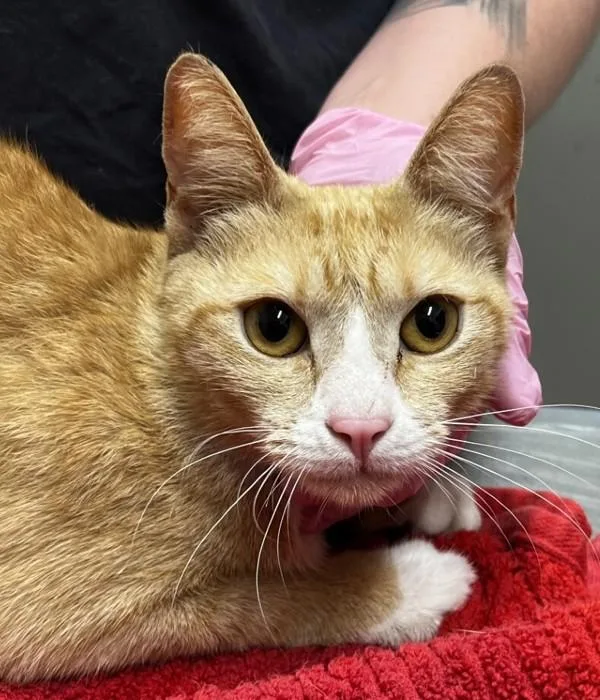 An adult small-sized female Domestic Short Hair cat named Bravura for adoption in El Cajon, CA