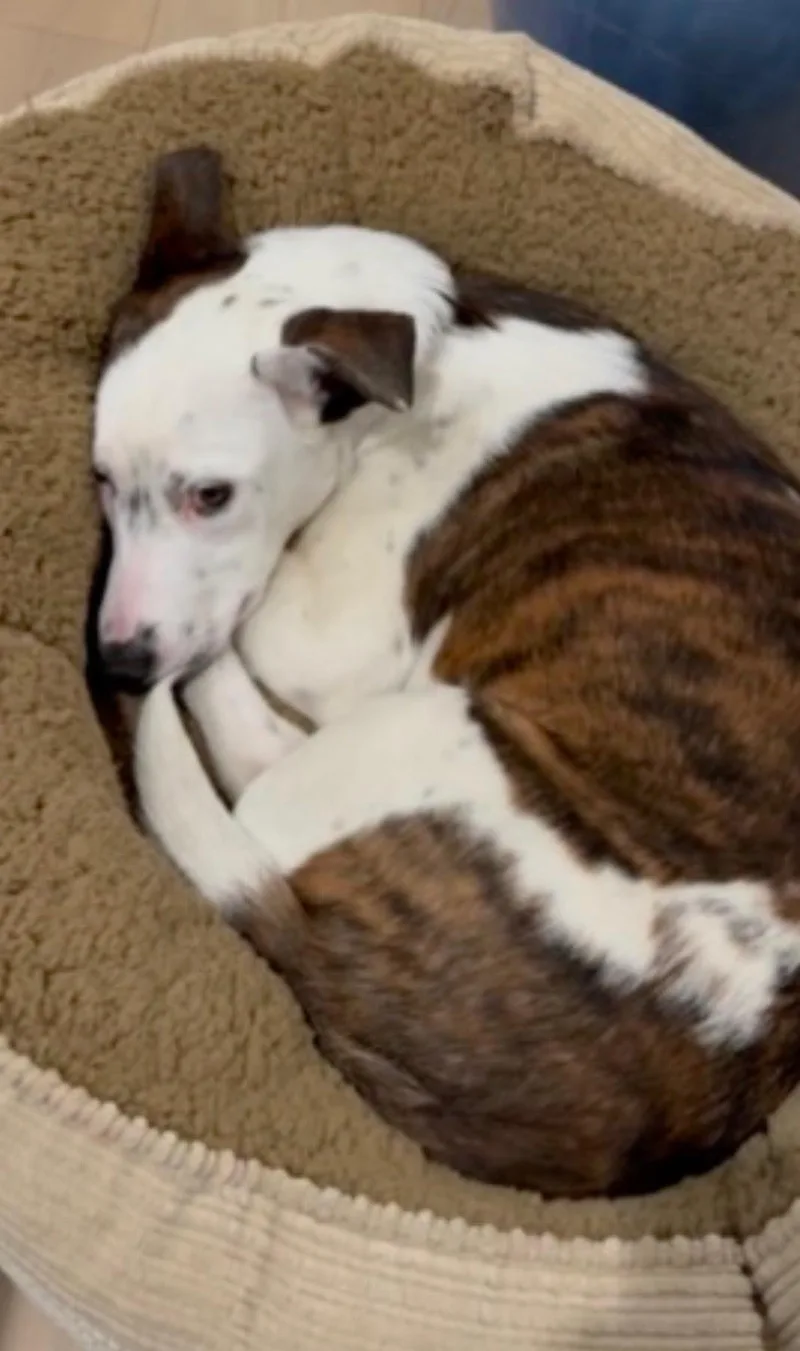 Ms. Gorgeous Gracee thumbnail 2