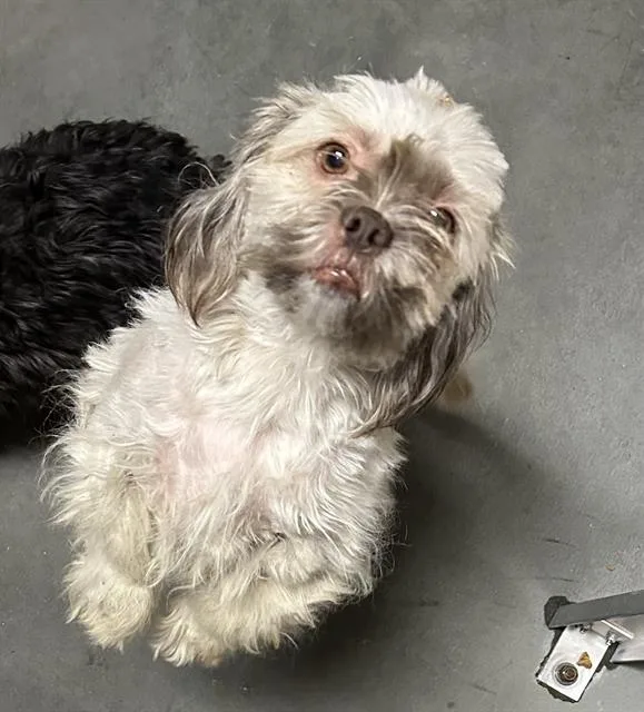 An adult small-sized female Lhasa Apso dog named Hillie for adoption in Santa Cruz, CA