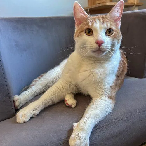 An adult medium-sized male Domestic Short Hair cat named Saturn for adoption in Fishers, IN