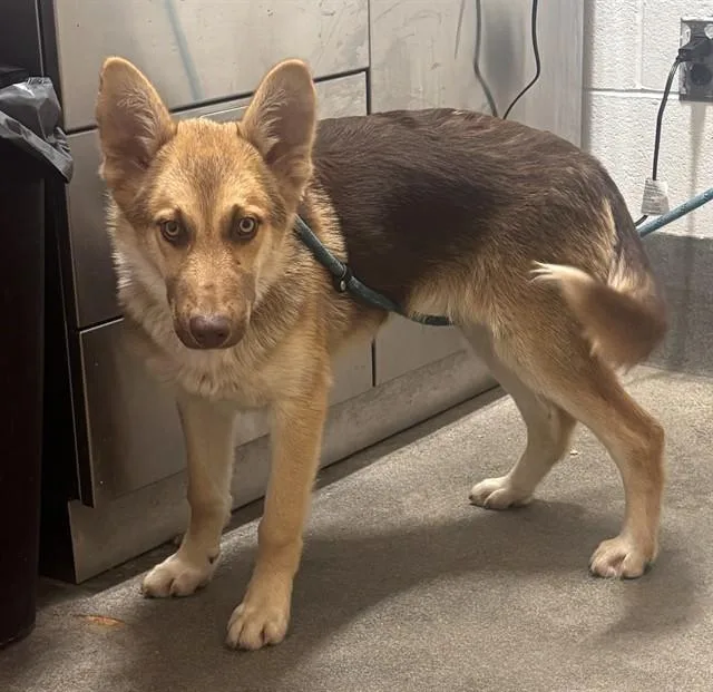 A baby large-sized male Husky dog named Avery for adoption in Upper Marlboro, MD