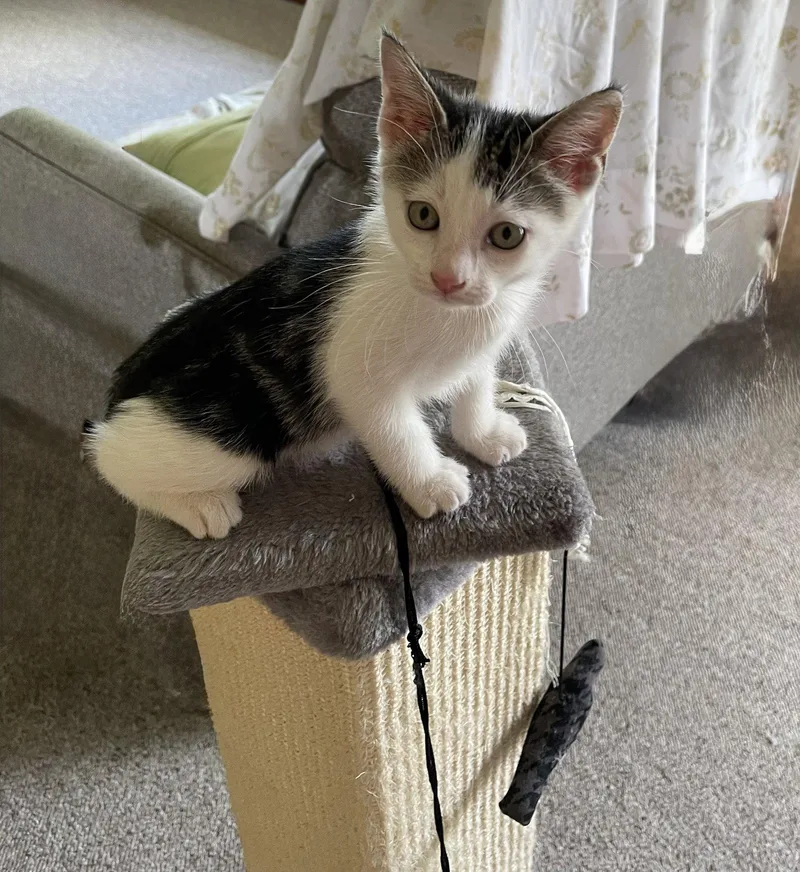 A baby medium-sized female Domestic Medium Hair cat named Lizzy for adoption in Tonawanda, NY