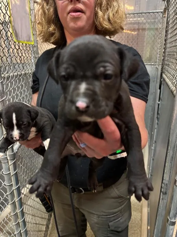 A baby small-sized female Black Pit Bull Terrier dog named Hazel for adoption in Supply, NC