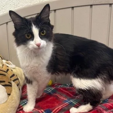 A young medium-sized female Black Domestic Medium Hair cat named Fluffy for adoption in Hawthorne, CA