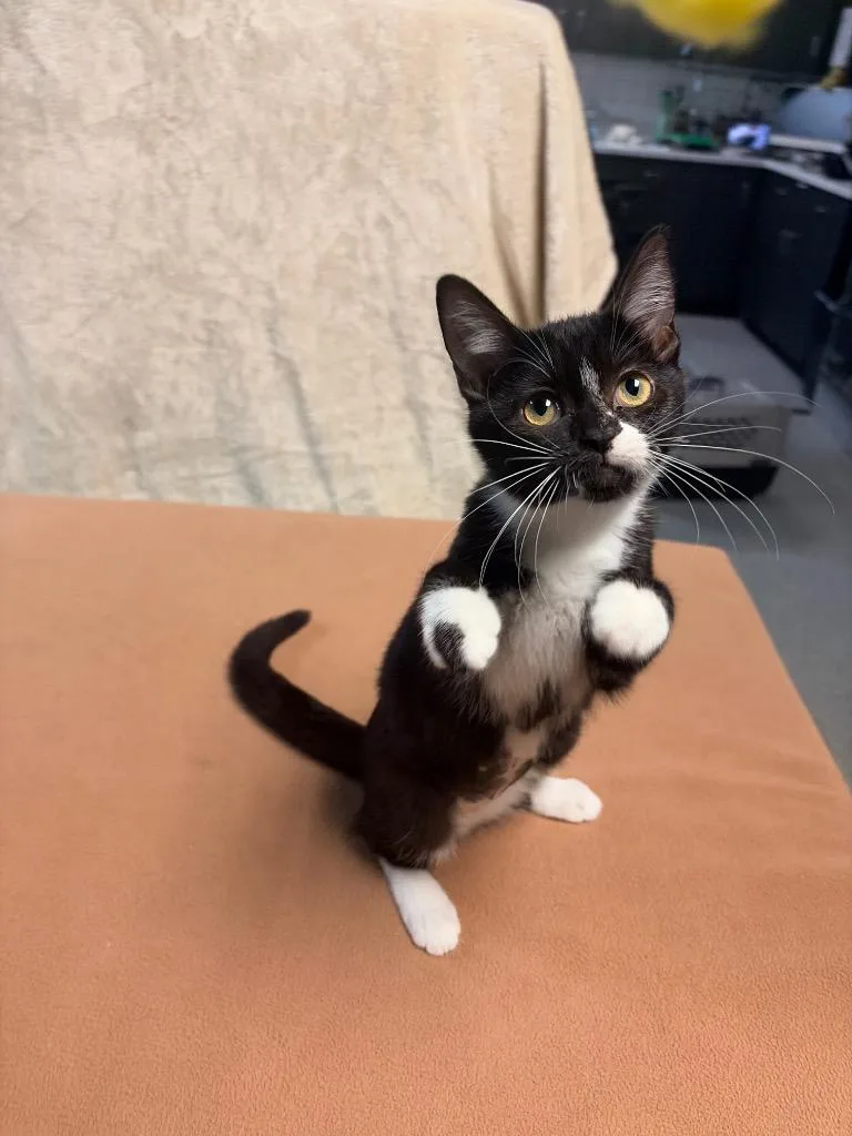 A baby medium-sized female Domestic Short Hair cat named Ginny for adoption in Huntington, IN