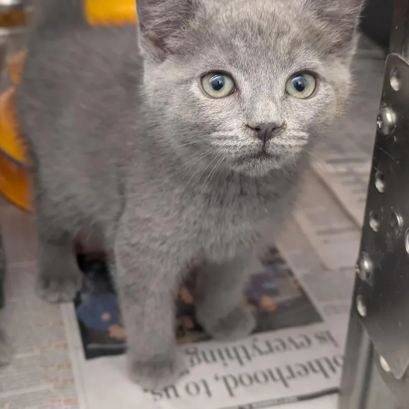 A baby small-sized male Gray / Blue / Silver Domestic Short Hair cat named Colin for adoption in Pittsburgh, PA