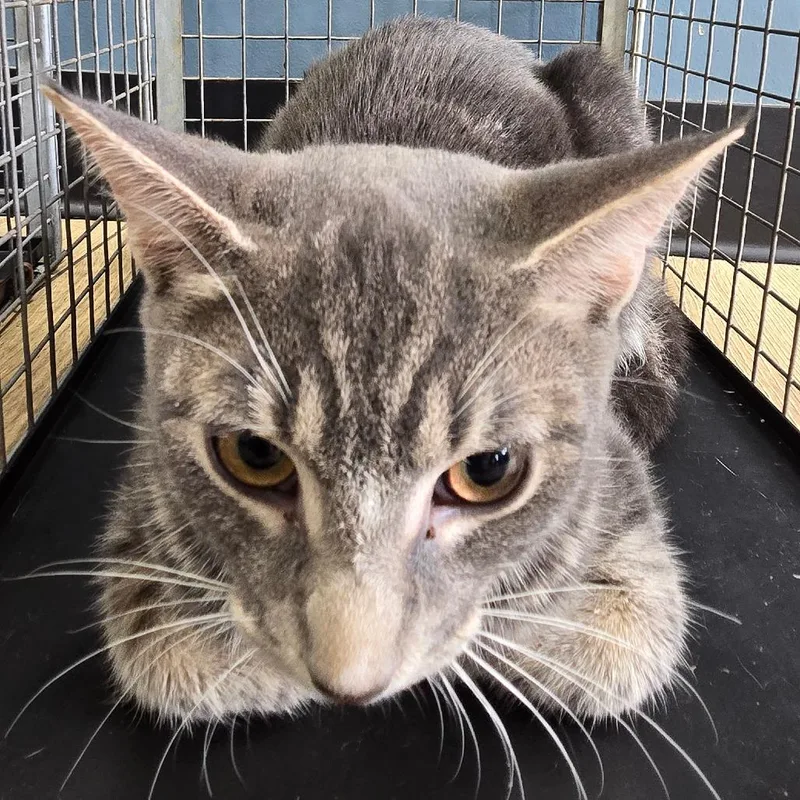 A young medium-sized male Gray / Blue / Silver Domestic Short Hair cat named Apple Pie for adoption in Newark, NJ