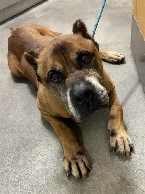 An adult large-sized male Cane Corso dog named Benson for adoption in Upper Marlboro, MD