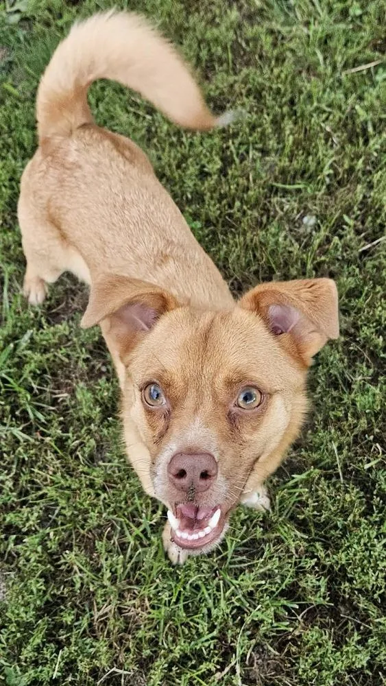 A baby small-sized male Chihuahua dog named Bingo for adoption in Peoria, IL
