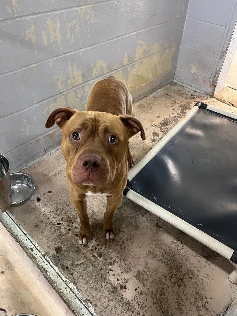 An adult medium-sized male Pit Bull Terrier dog named Zagoon for adoption in Troy, OH