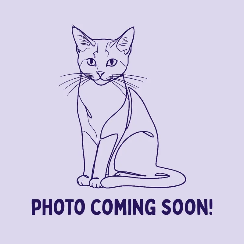 A young medium-sized female Black Domestic Short Hair cat named Mira for adoption in Bellingham, WA