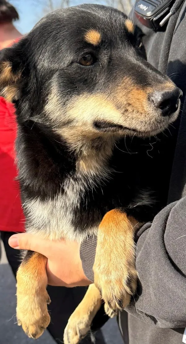 An adult medium-sized female Australian Kelpie dog named Marie for adoption in Campbellsville, KY