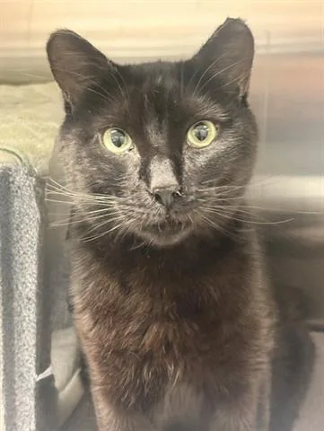 A young large-sized male Bombay cat named Tico for adoption in San Martin, CA