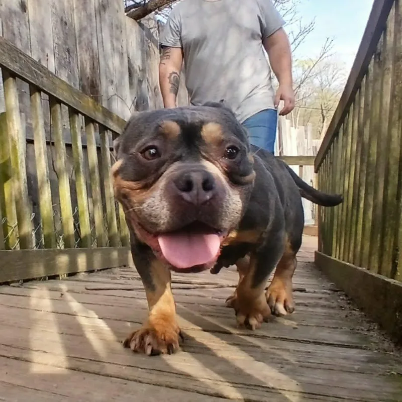 A senior medium-sized female Tricolor (Brown, Black, & White) American Bully dog named Greta for adoption in Saugerties, NY
