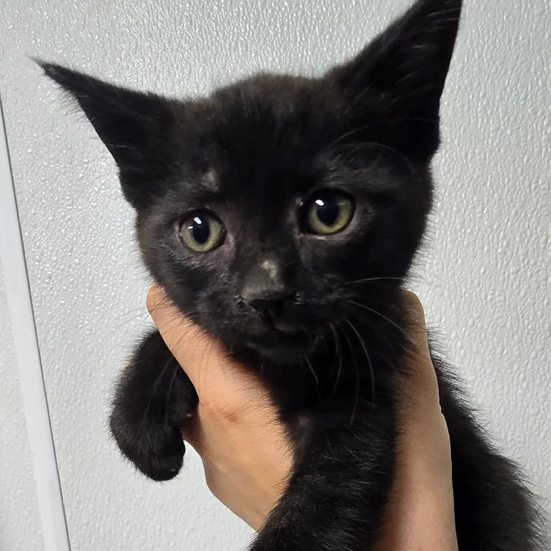 A baby small-sized male Buff / Tan / Fawn Domestic Short Hair cat named Washington for adoption in Marble, NC