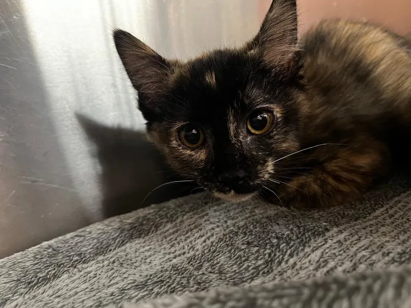 A baby medium-sized female Domestic Short Hair cat named Sylvia for adoption in Logan, UT