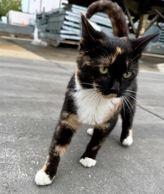 A young medium-sized female Domestic Short Hair cat named Reese for adoption in Charlotte, NC