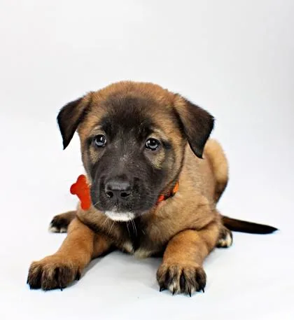 A baby large-sized female Great Pyrenees dog named Birch for adoption in Morton Grove, IL
