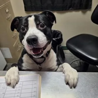 An adult large-sized male Terrier dog named Mac for adoption in Springfield, MO