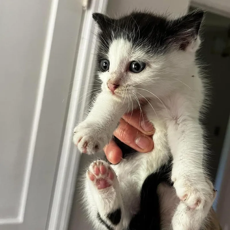 A baby small-sized female Black Domestic Short Hair cat named Hildie for adoption in Alexandria, VA