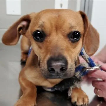 An adult small-sized male Brown / Chocolate Dachshund dog named Judd for adoption in Saint John, IN