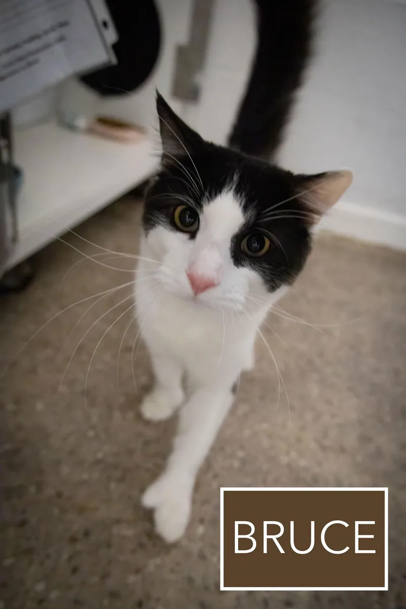 Bruce:  Polydactyl thumbnail 2