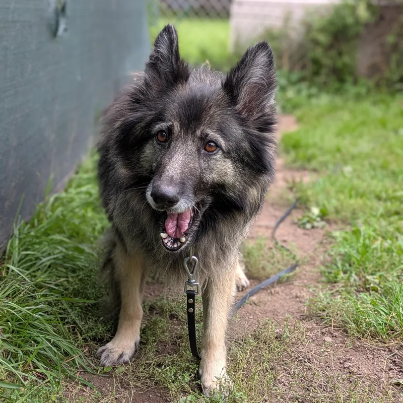 An adult medium-sized female Mixed Breed dog named Sage for adoption in Syracuse, NY