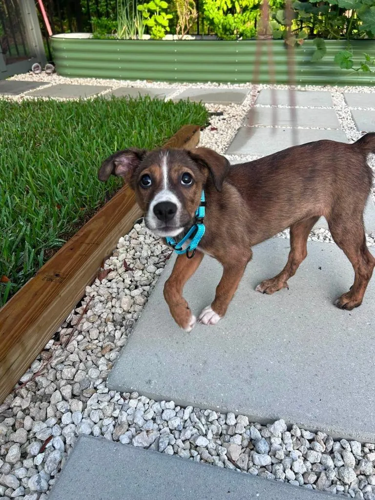 A baby medium-sized female Mixed Breed dog named Lucy for adoption in Orlando, FL