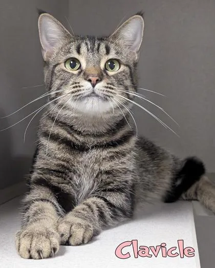 An adult small-sized female Domestic Short Hair cat named Clavicle for adoption in Mason, MI