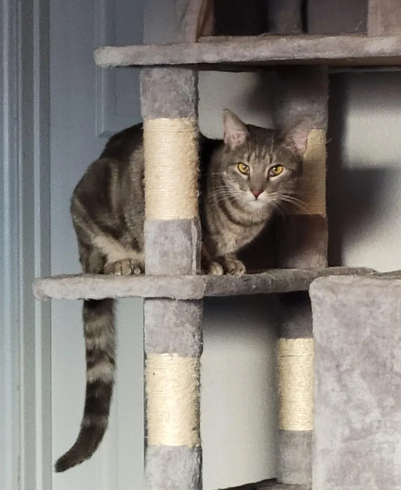 Rosemary thumbnail 2