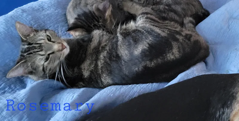 Rosemary thumbnail 3