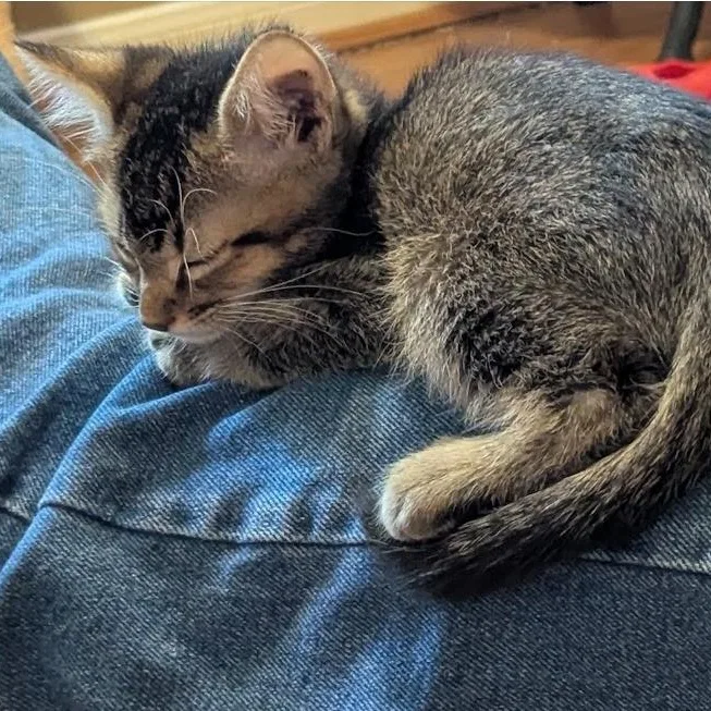 A baby small-sized male Tabby (Brown / Chocolate) Domestic Short Hair cat named Cypress for adoption in Liverpool, TX
