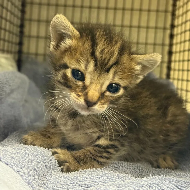 A baby small-sized female Gray / Blue / Silver Domestic Short Hair cat named Saweetie for adoption in San Antonio, TX