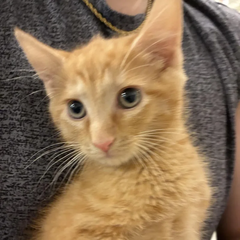 A baby small-sized male Orange / Red Domestic Short Hair cat named Screech for adoption in Wilmington, DE