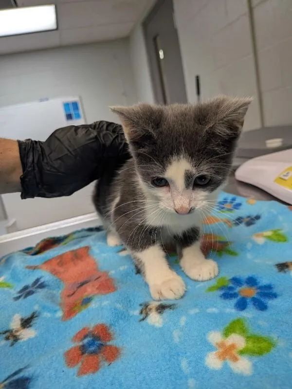 An adult small-sized male Gray / Blue / Silver Domestic Short Hair cat named Ham Radio for adoption in Cincinnati, OH