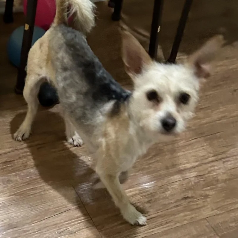 Lulu Olive thumbnail 3