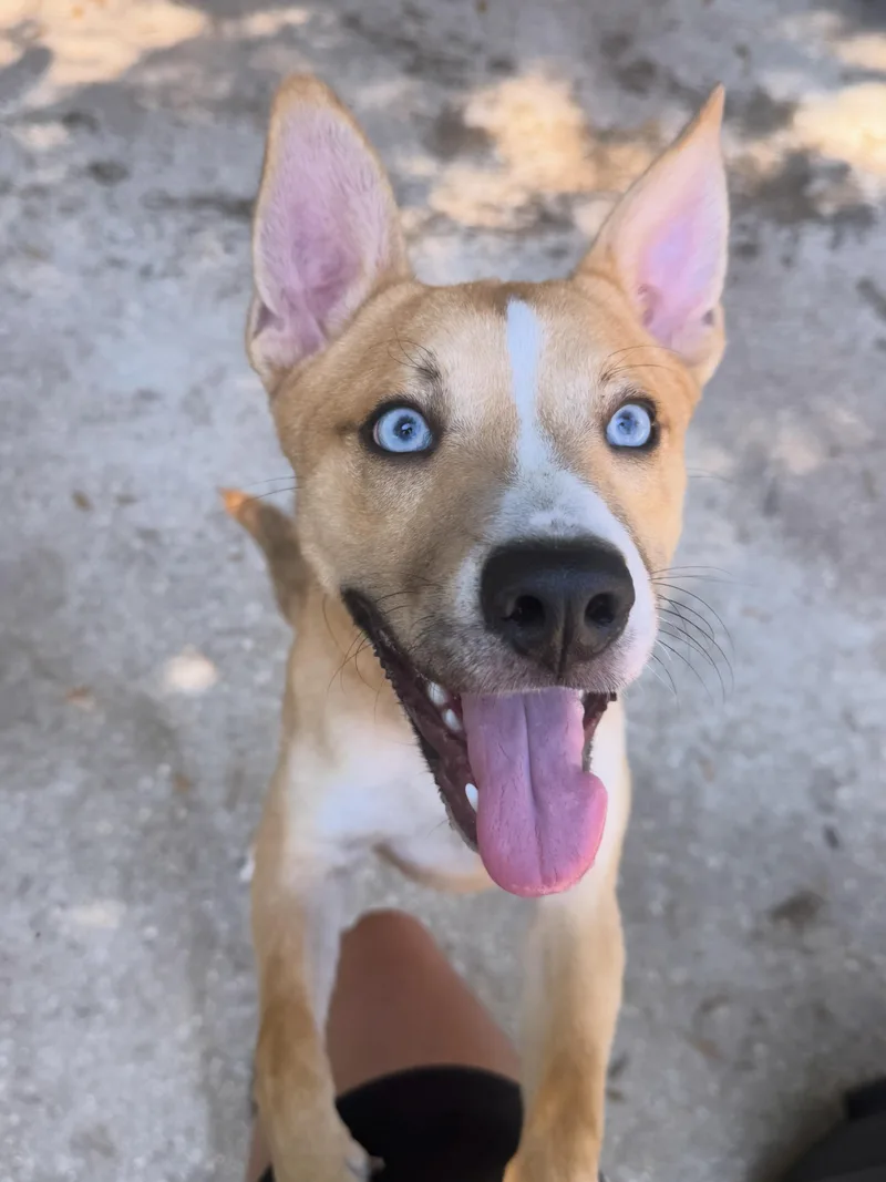 Robin Hood thumbnail 2