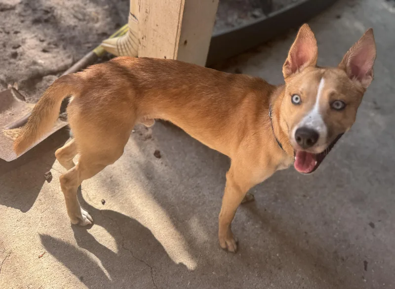 Robin Hood thumbnail 3