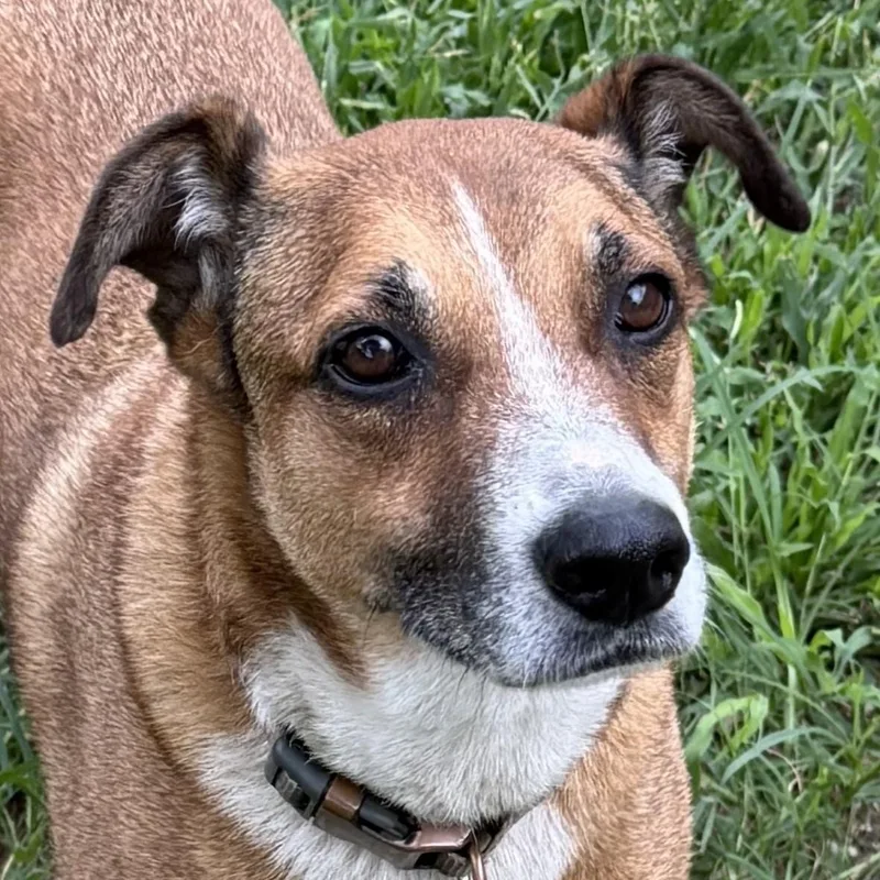 A senior medium-sized male Yellow / Tan / Blond / Fawn Foxhound dog named Boudreaux for adoption in Boerne, TX