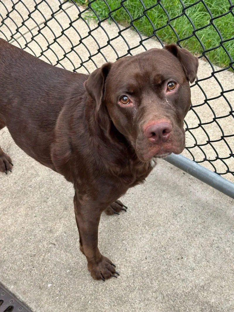 A young large-sized female Brown / Chocolate Labrador Retriever dog named Jonquil for adoption in Tinley Park, IL