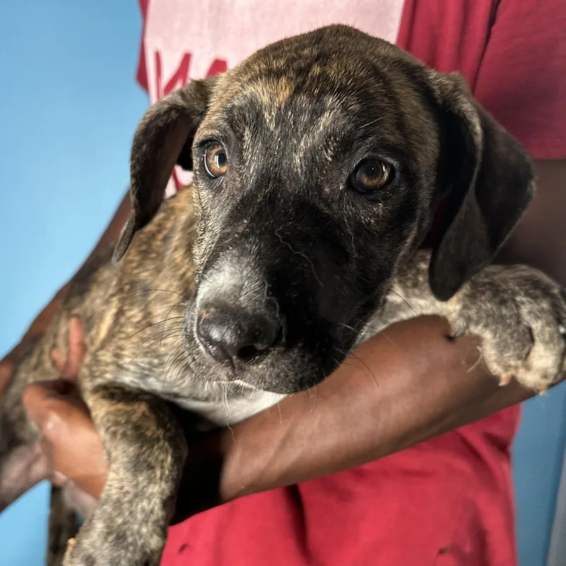 Loki  Local April thumbnail 2