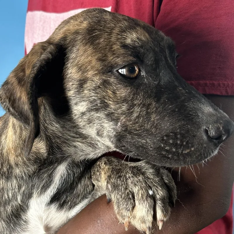 Loki  Local April thumbnail 3