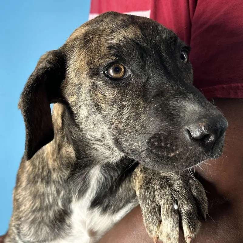 Loki  Local April thumbnail 4