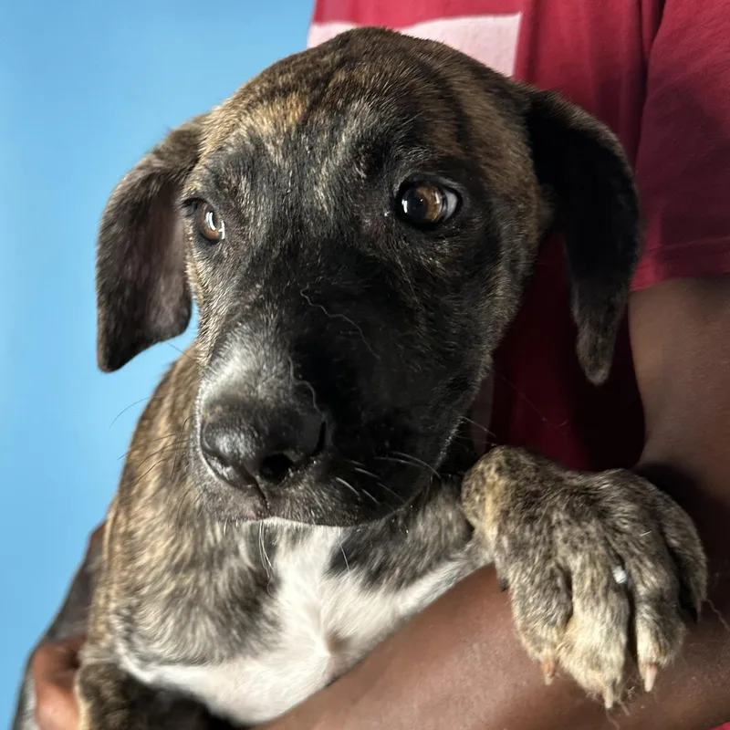 Loki  Local April thumbnail 5