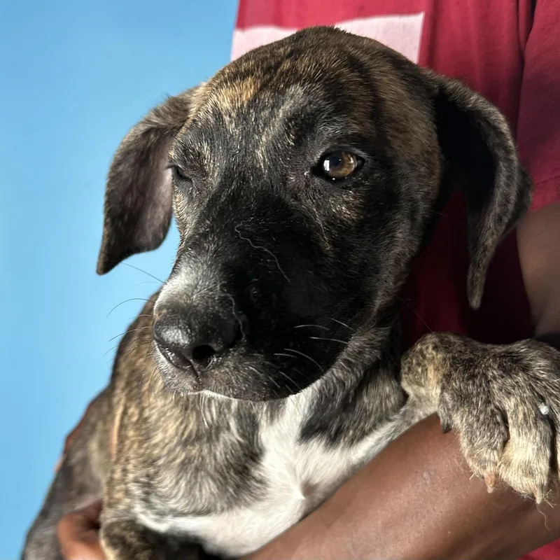 Loki  Local April thumbnail 6