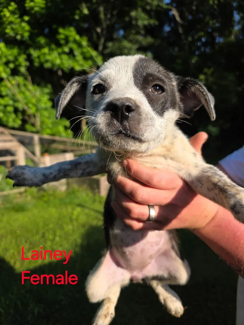 A baby small-sized female Australian Cattle Dog / Blue Heeler dog named Lainey for adoption in Bradenton, FL