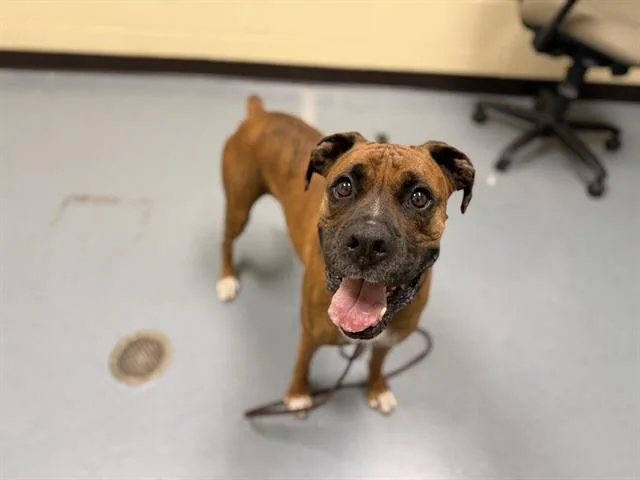 An adult large-sized male Boxer dog named Harley for adoption in Denver, CO