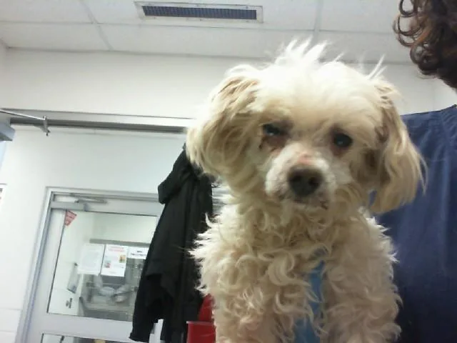 A senior small-sized female Poodle dog named Honey for adoption in Albuquerque, NM