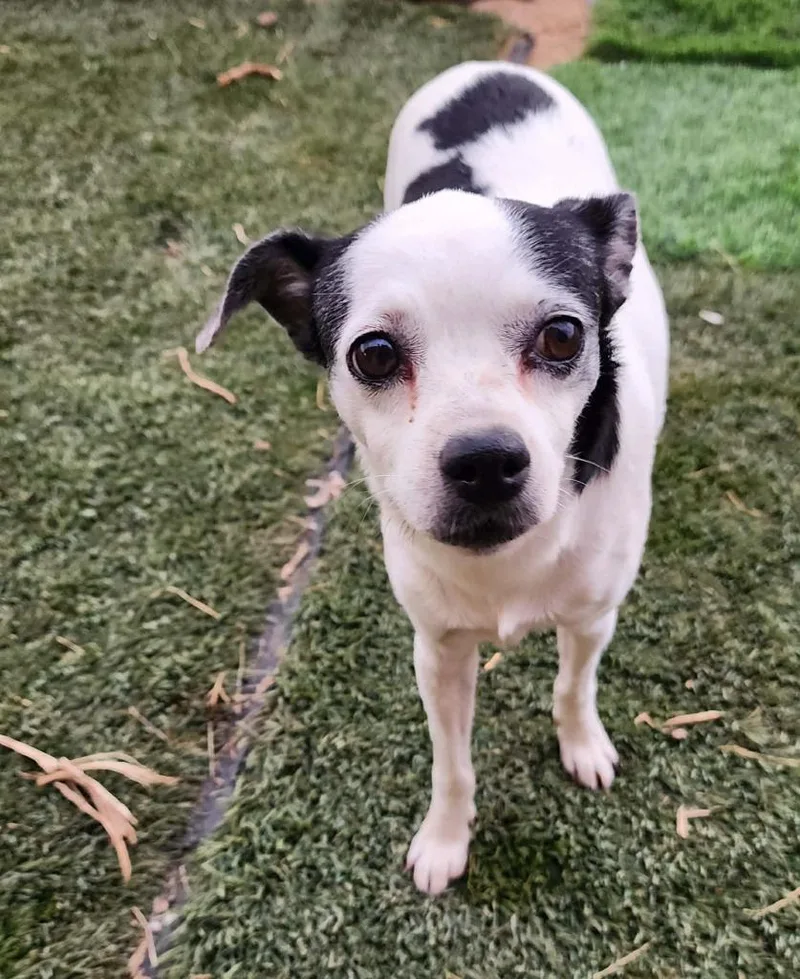 An adult medium-sized female Mixed Breed dog named Trixie for adoption in Mesa, AZ