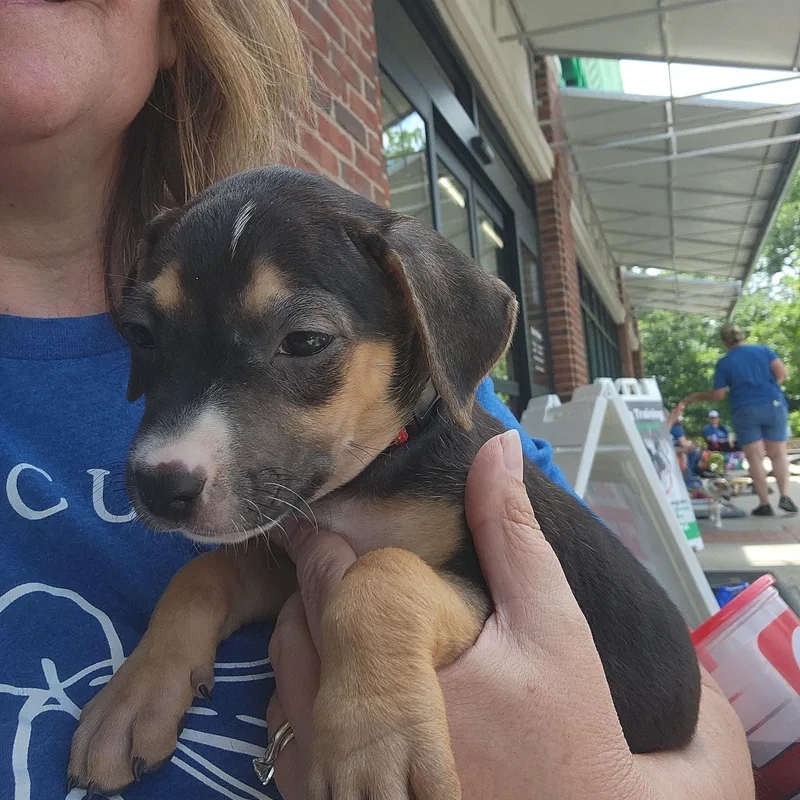 A baby medium-sized female Bicolor Mixed Breed dog named Abigail Adams for adoption in Buford, GA